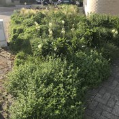 Showtuin Aartselaar overzicht voorjaar 2020 Showtuin rreac04 Publiek Aartselaar overzicht voorjaar 2020